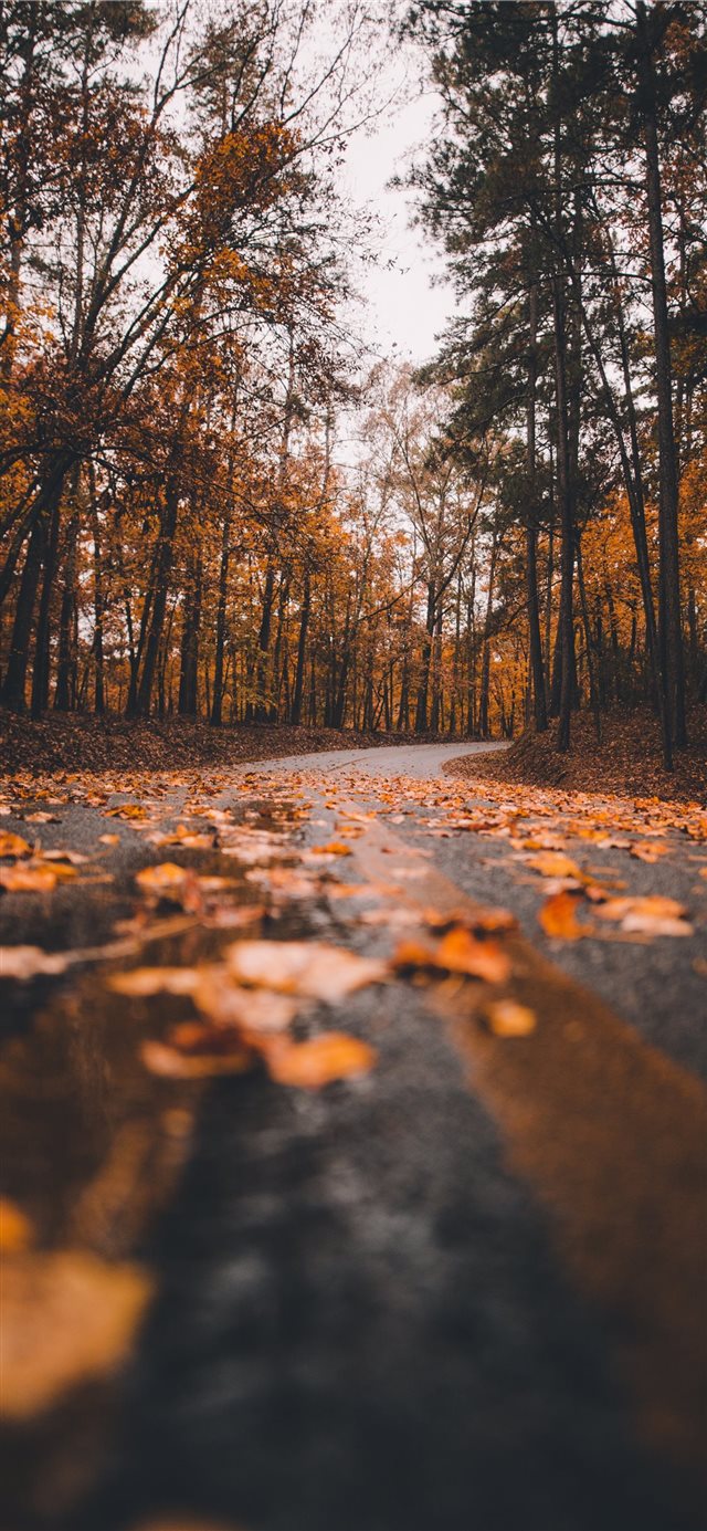 Fall is gone iPhone X wallpaper 