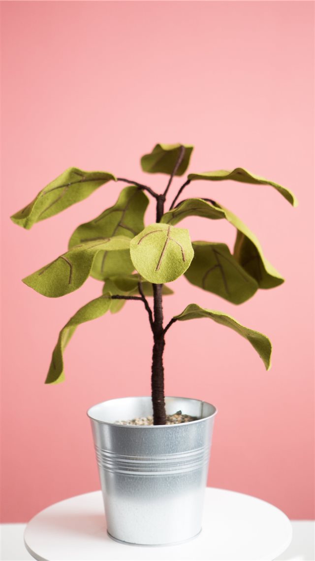 Ficus plant from Felt iPhone 8 wallpaper 