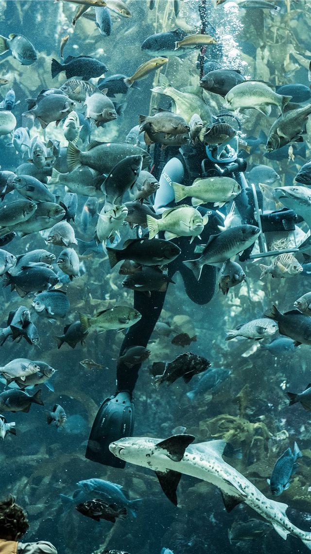 Monterrey Bay Aquarium  Monterrey  CA  United Stat... iPhone 8 wallpaper 