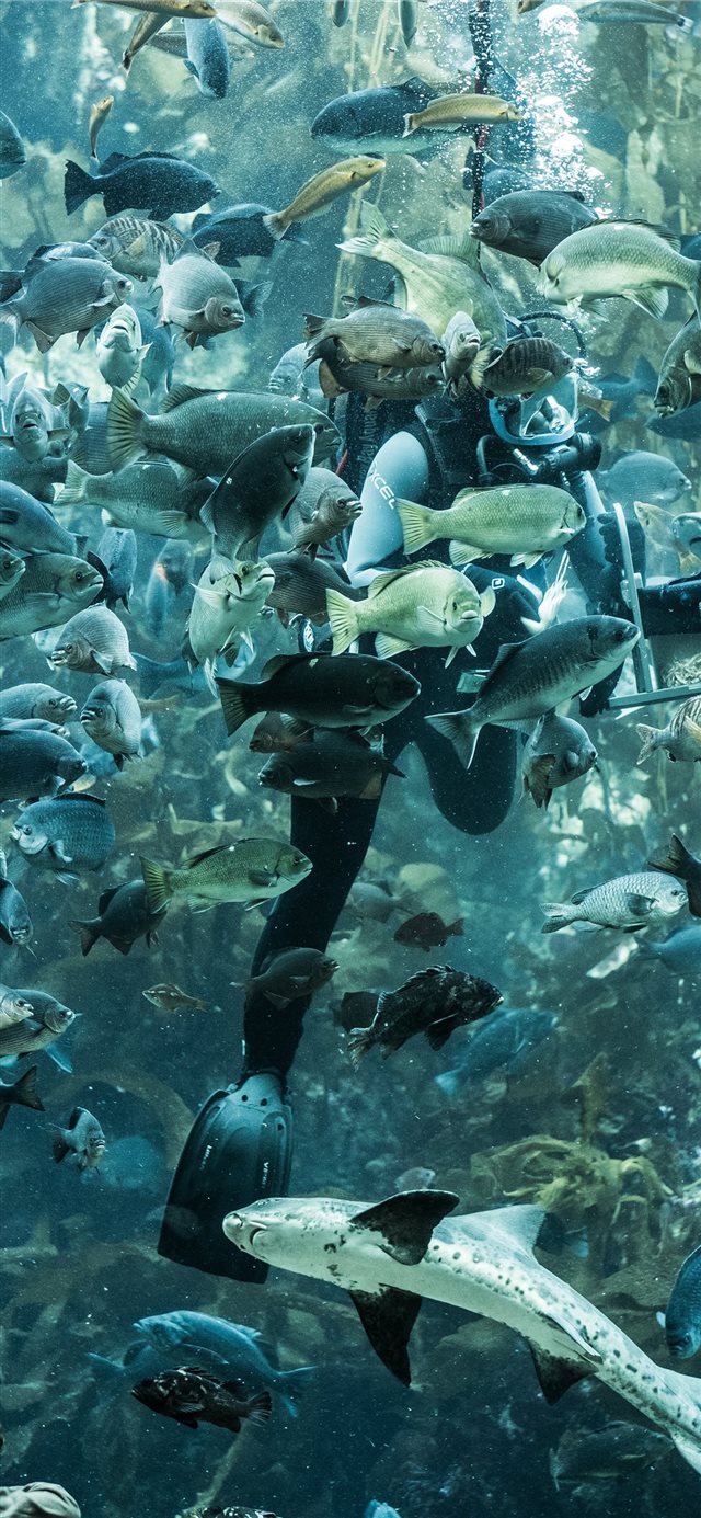 Monterrey Bay Aquarium  Monterrey  CA  United Stat... iPhone X wallpaper 