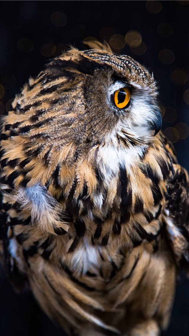 Owl iPhone 8 wallpaper 