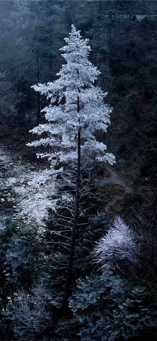 Snowy tree in Bavaria iPhone 11 wallpaper 