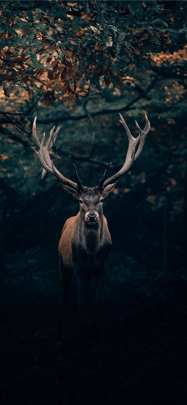 Your Majesty  the King of Teutoburg Forest! 🦌 iPhone 11 wallpaper 