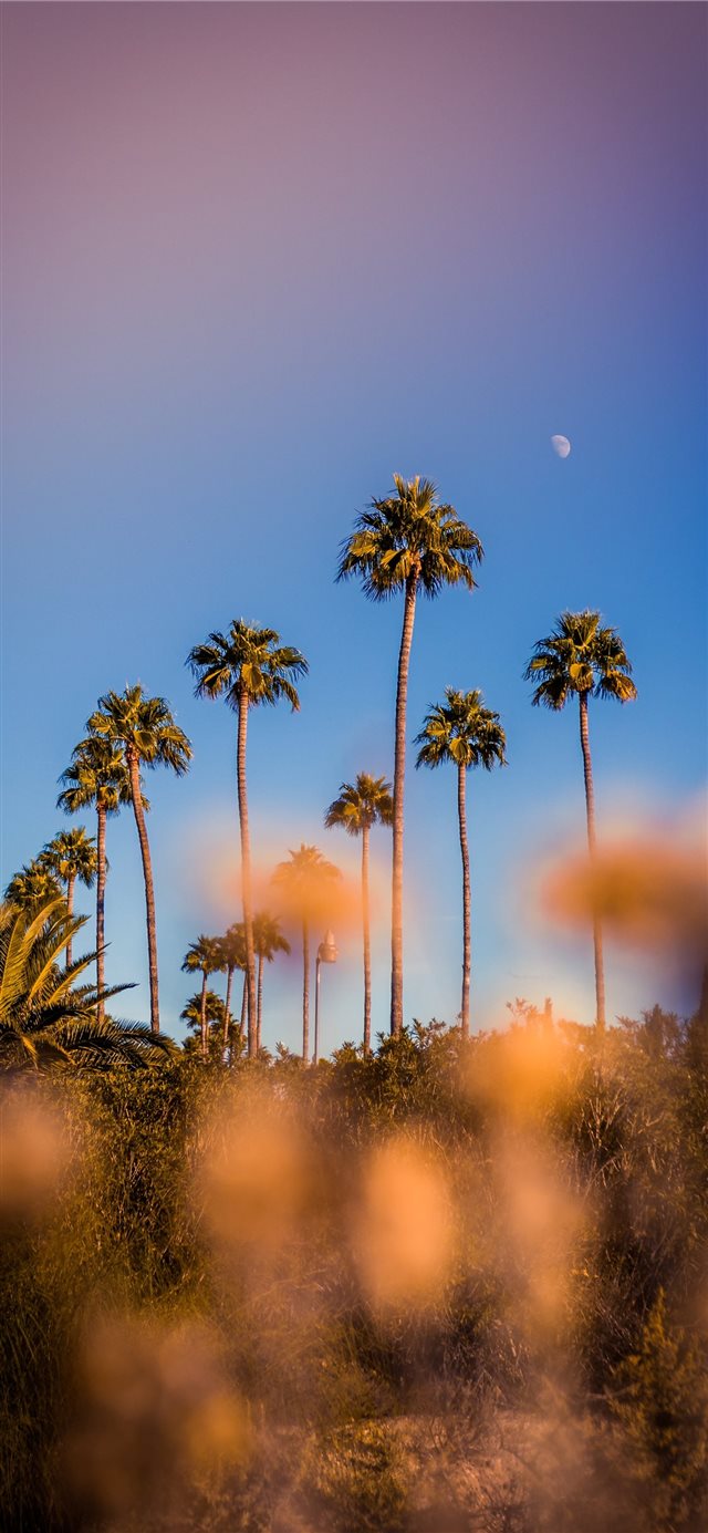 Colorful Life iPhone X wallpaper 