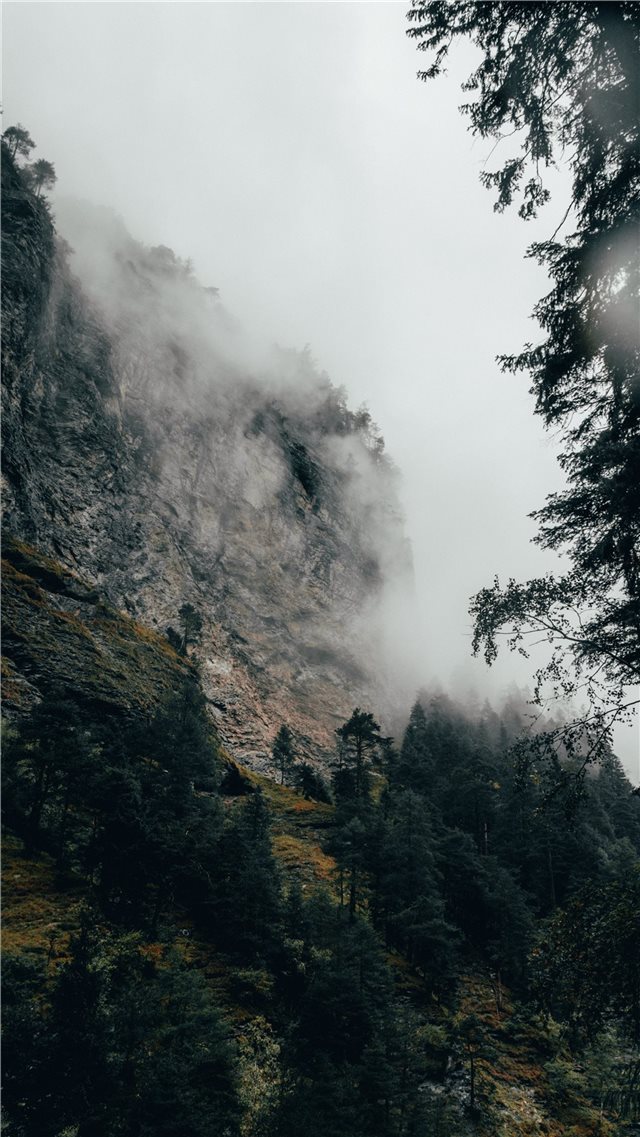 Fog covered autumn forest iPhone 8 wallpaper 
