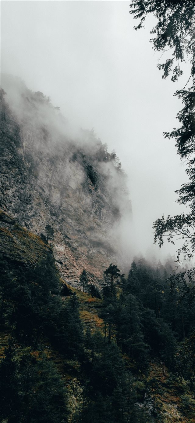 Fog covered autumn forest iPhone X wallpaper 