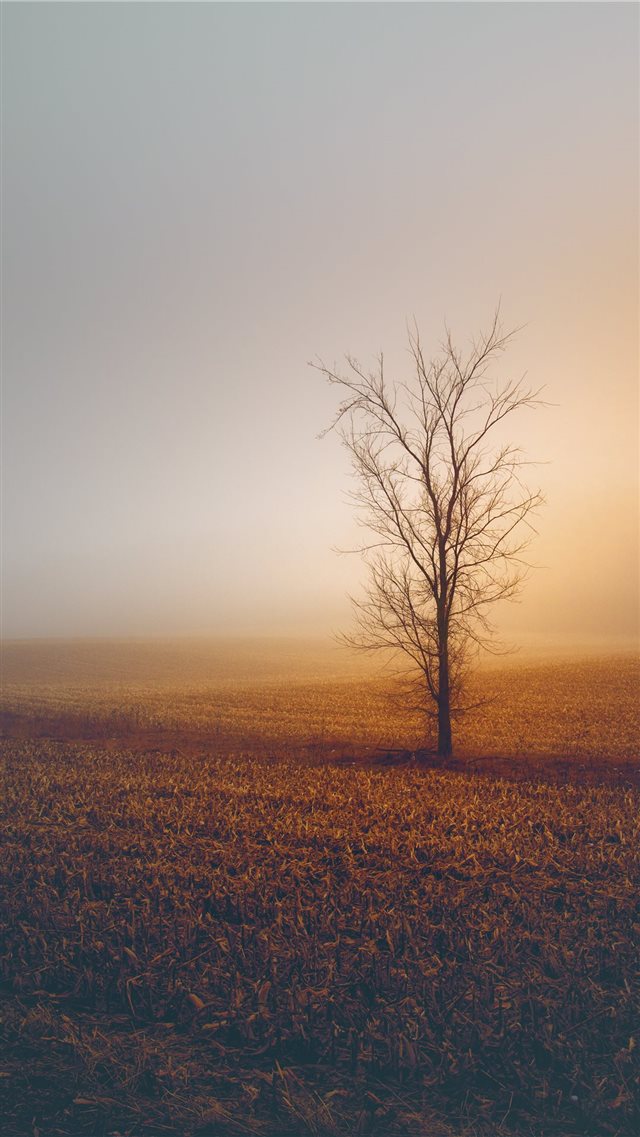 Foggy Winter Morning iPhone 8 wallpaper 