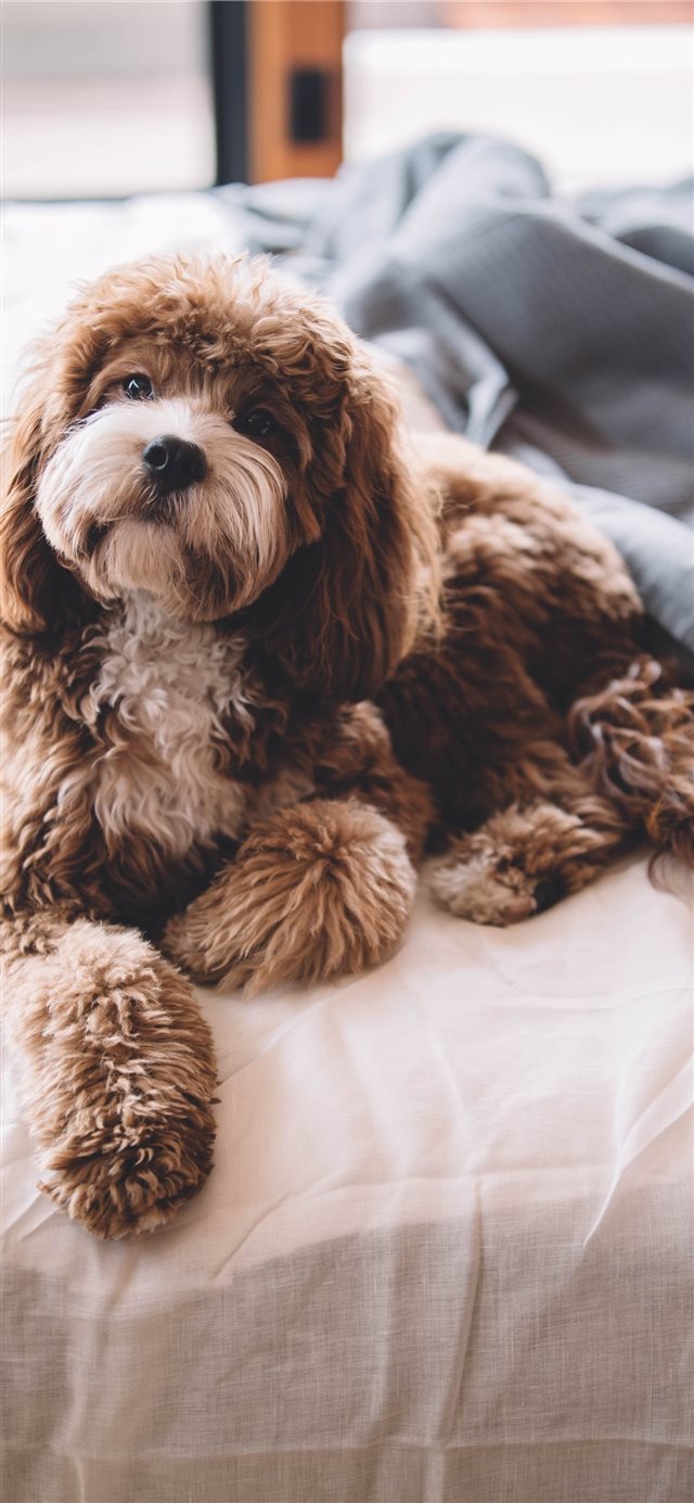 Odie Enjoying a Lazy Day iPhone X wallpaper 