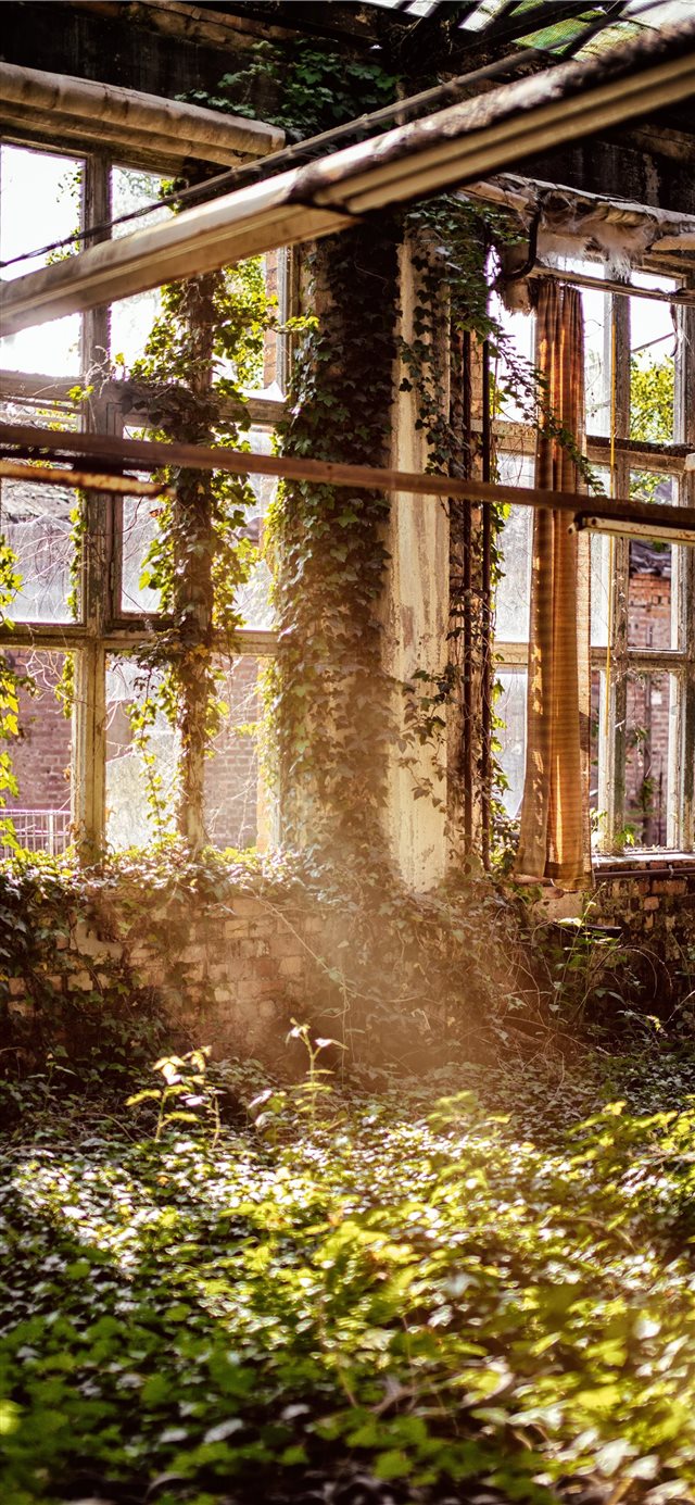Overgrown room with windows iPhone X wallpaper 