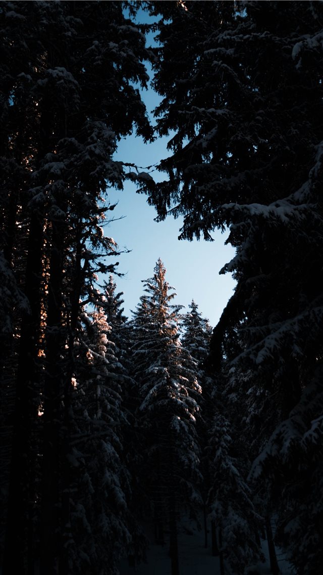 Sunset trough the forest iPhone 8 wallpaper 