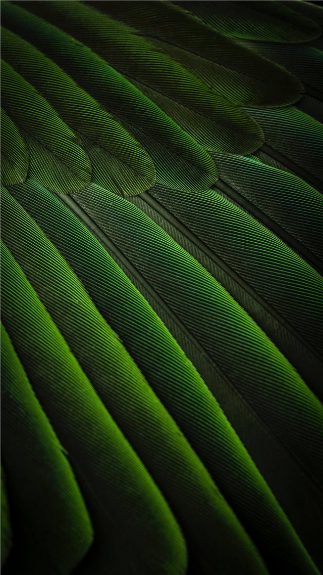 Feather simplicity iPhone 8 wallpaper 