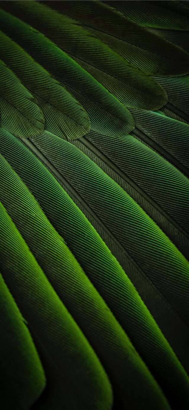 Feather simplicity iPhone X wallpaper 