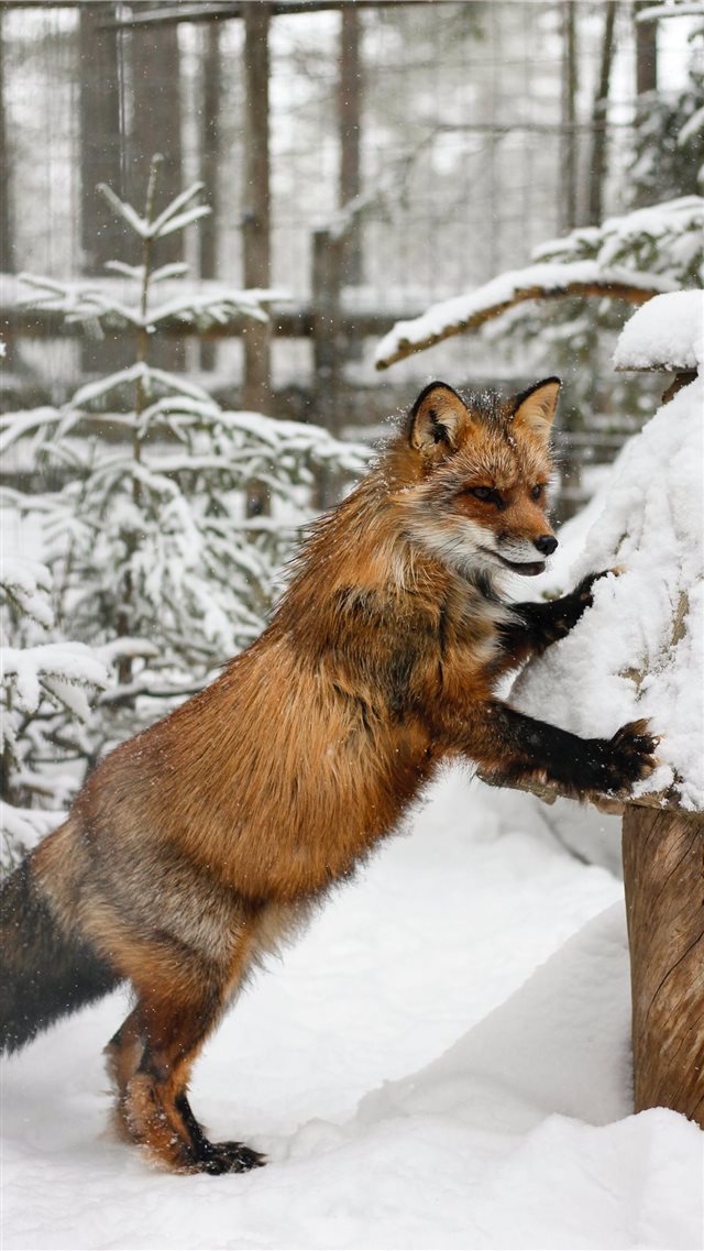 Fox in Lapland  Finland iPhone 8 wallpaper 