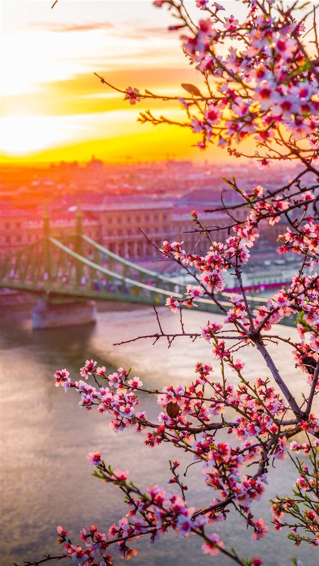 Liberty bridge in Hungary  Spring edition  iPhone 8 wallpaper 