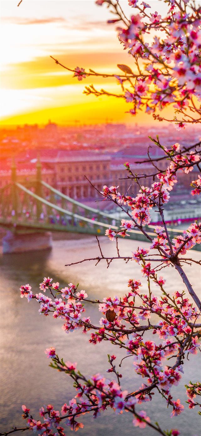 Liberty bridge in Hungary  Spring edition  iPhone X wallpaper 