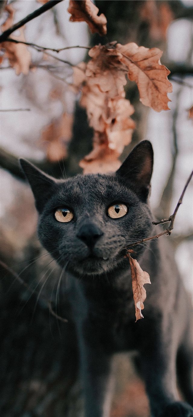 Russian blue cat under tree iPhone X wallpaper 