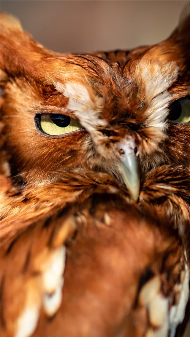 This little screech owl looks at me while I photog... iPhone SE wallpaper 