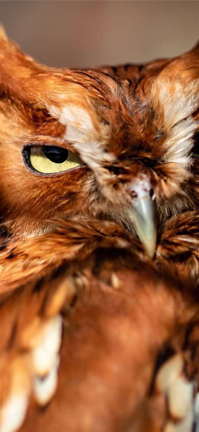This little screech owl looks at me while I photog... iPhone X wallpaper 