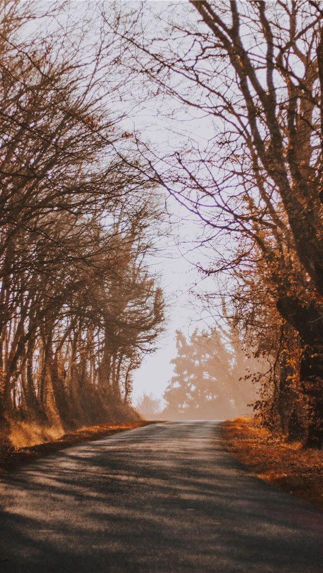 bare trees during daytime iPhone 8 wallpaper 