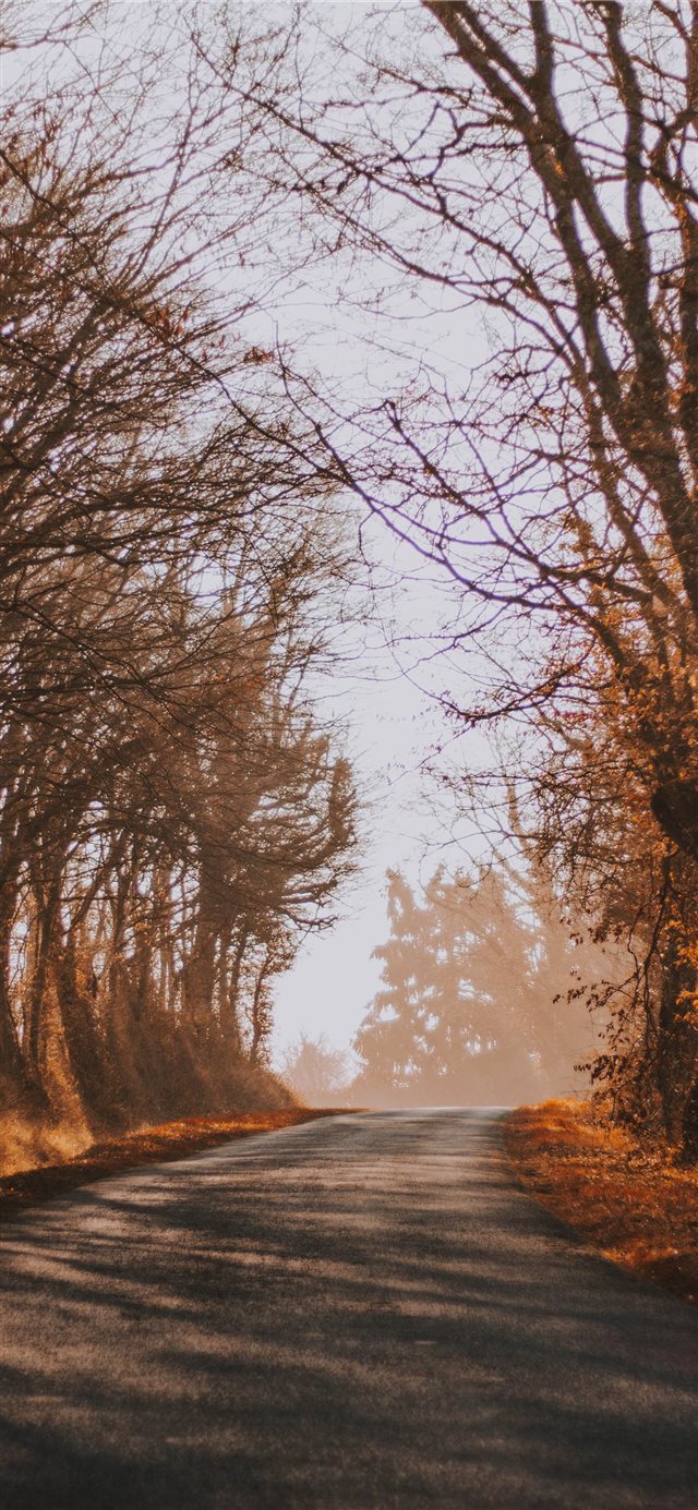 bare trees during daytime iPhone X wallpaper 