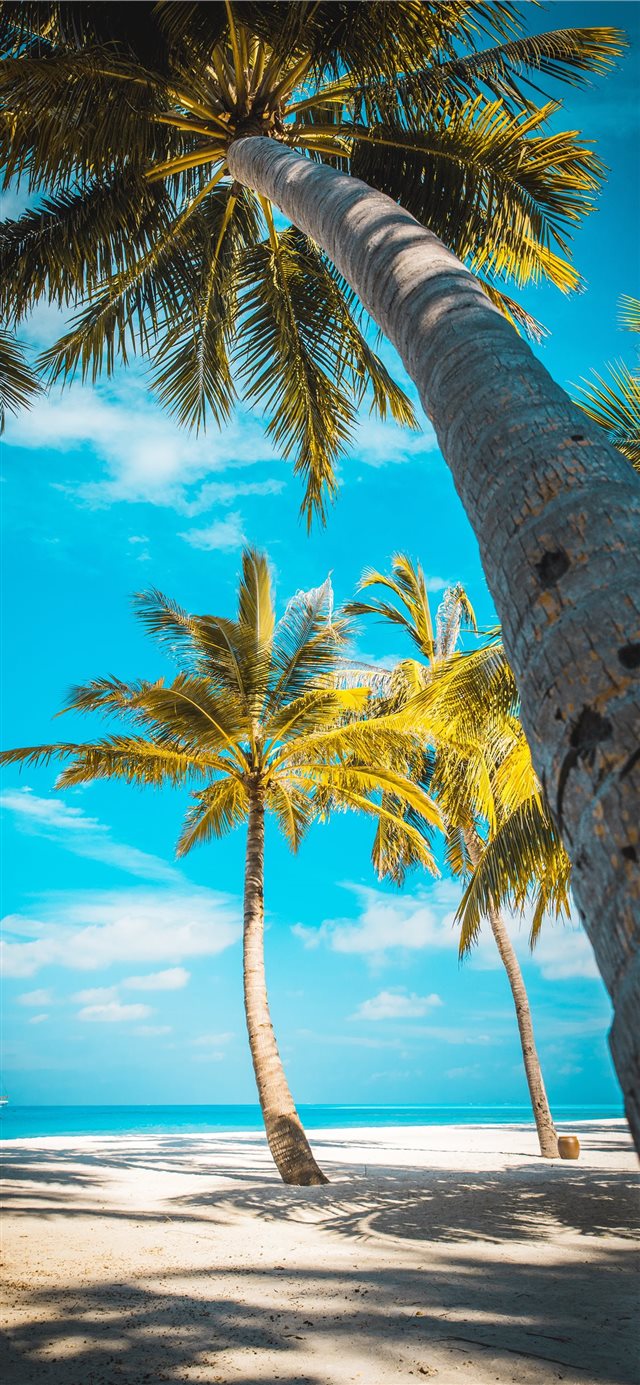 palm trees at the shore near boat during day iPhone X wallpaper 