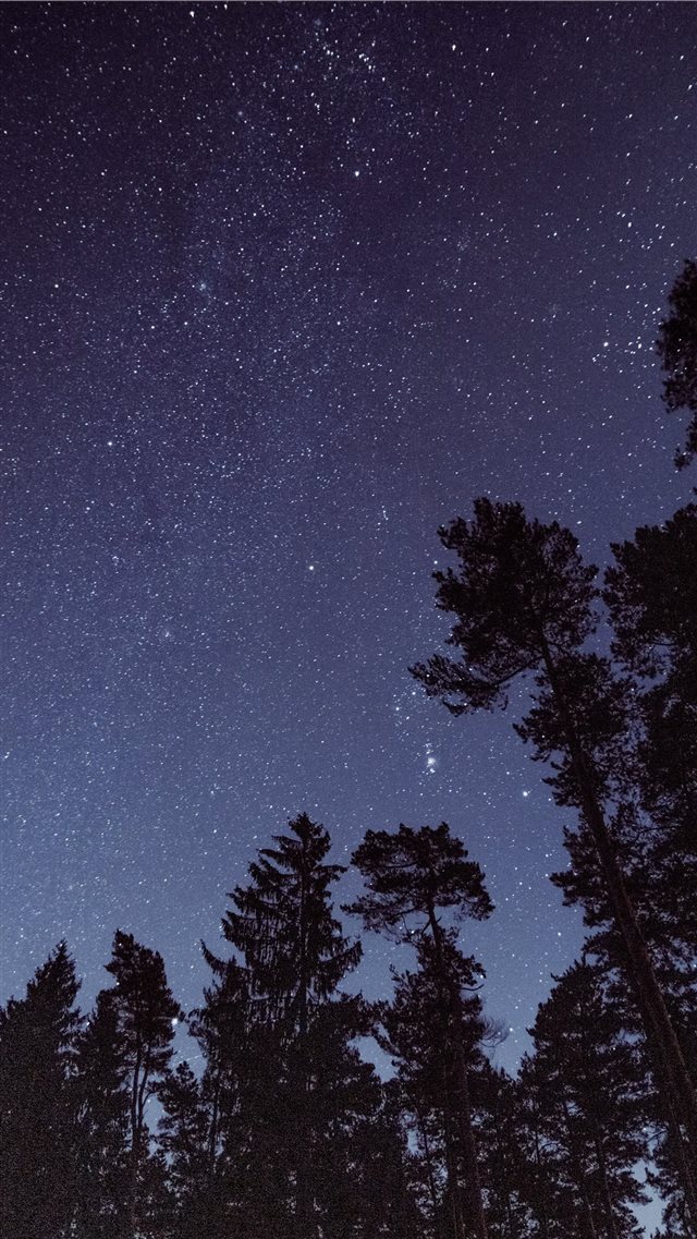 silhouette photo of trees during night time iPhone 8 wallpaper 