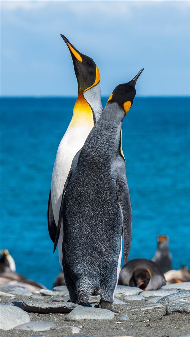 two penguins on seashore during daytime iPhone 8 wallpaper 