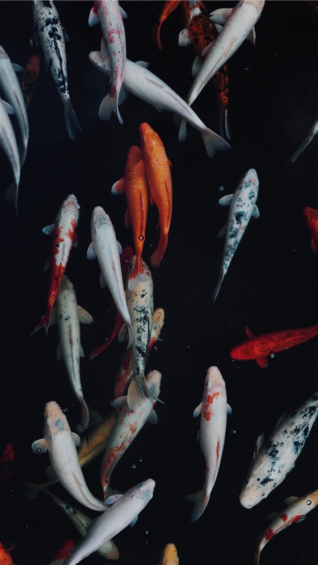 white and orange koi fish iPhone 8 wallpaper 