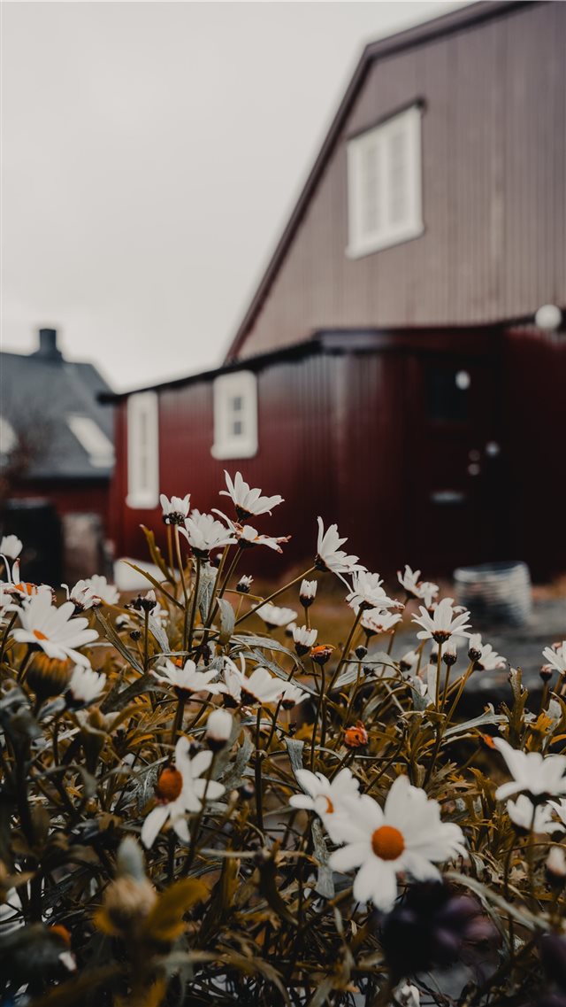 Tórshavn  Faroe Islands iPhone 8 wallpaper 
