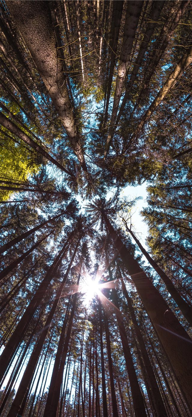 Fisheye view of a forest iPhone X wallpaper 