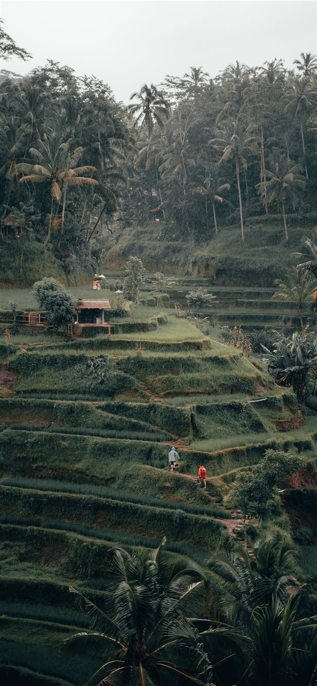Tegalalang Rice Terrace  Ubud  Bali iPhone X wallpaper 