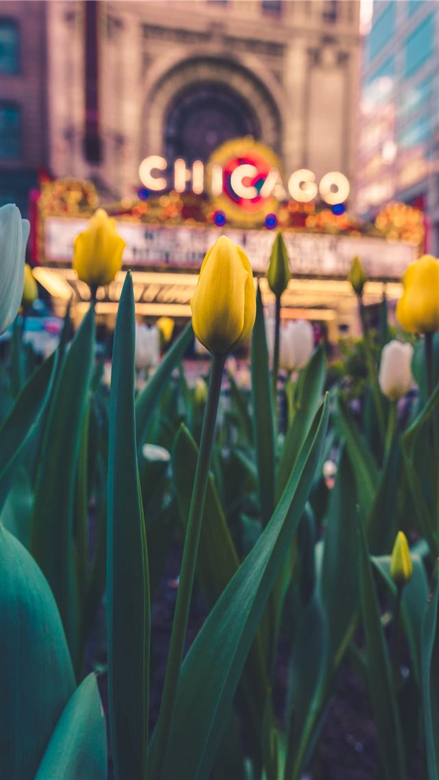 I was out shooting in Chicago when I passed the Ch... iPhone 8 wallpaper 
