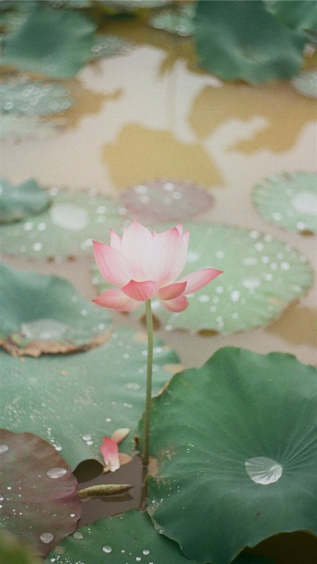 Lotus in Kodak Gold 200  Photo taken with Zenit ET... iPhone 8 wallpaper 