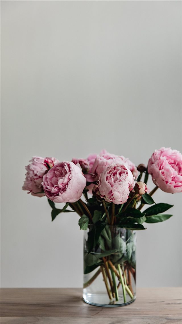 This simple image of a bunch of peonies in a vase ... iPhone 8 wallpaper 