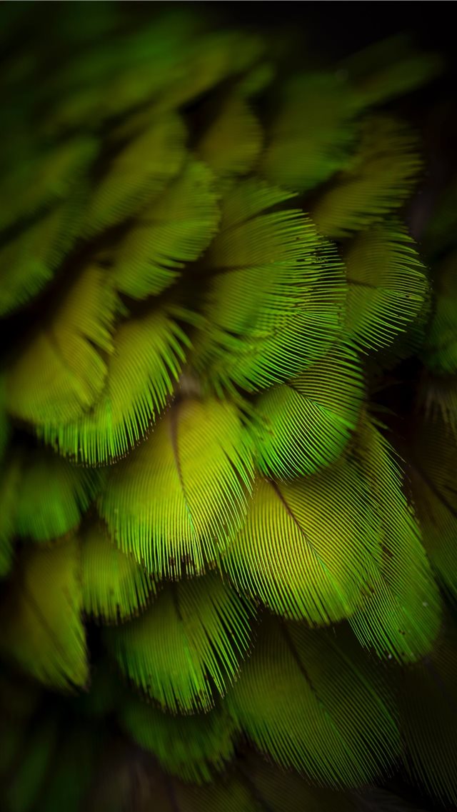 Beautiful feather monster model iPhone 8 wallpaper 