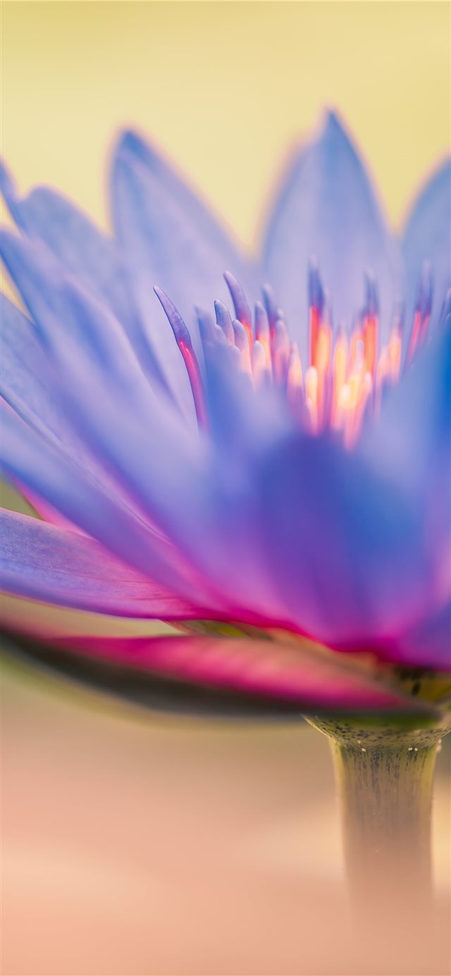 Colorful Bloom of a Lilly iPhone X wallpaper 
