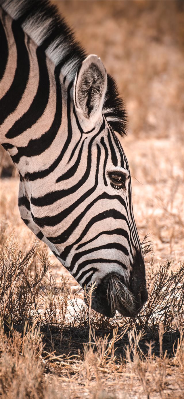 Etosha National Park iPhone X wallpaper 
