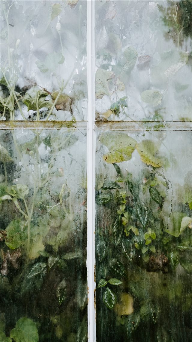 Green leaves pressed up against glasshouse iPhone 8 wallpaper 