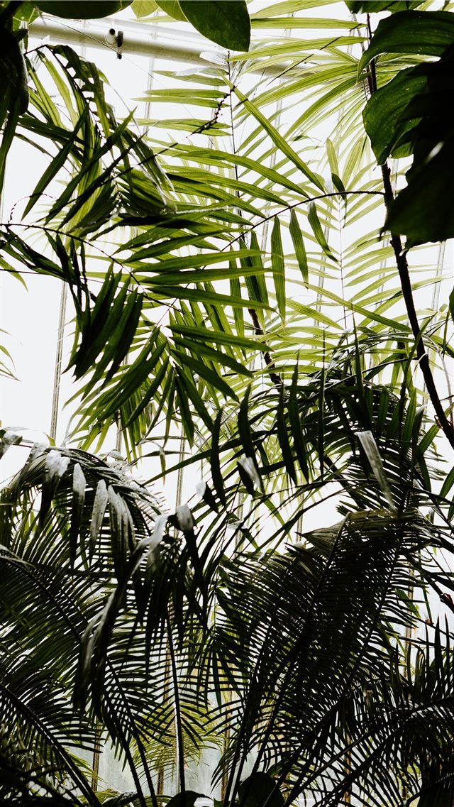 Greenery and tropical foliage iPhone 8 wallpaper 