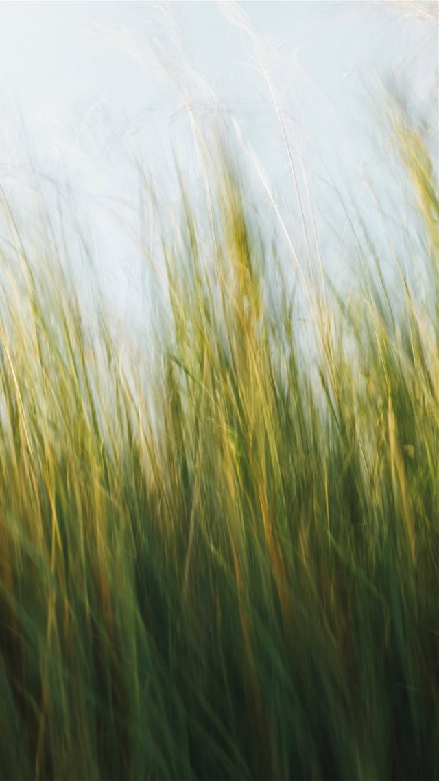 Made with Canon 5d Mark III and loved analog lens ... iPhone 8 wallpaper 
