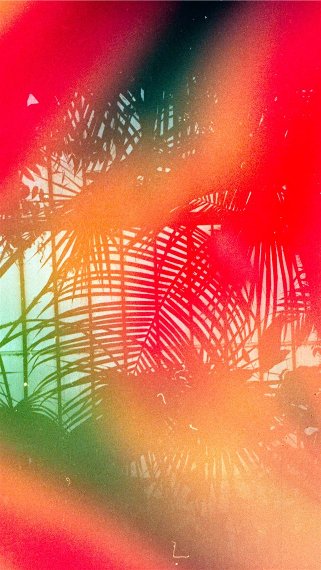 Tropical leaves   Shot on 35mm  Leica MDa with Dub... iPhone SE wallpaper 