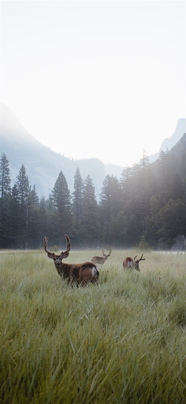 Yosemite Valley at Dawn iPhone X wallpaper 