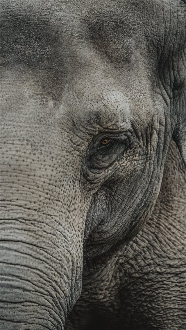 Elephants are probably one of my favorite animals ... iPhone 8 wallpaper 