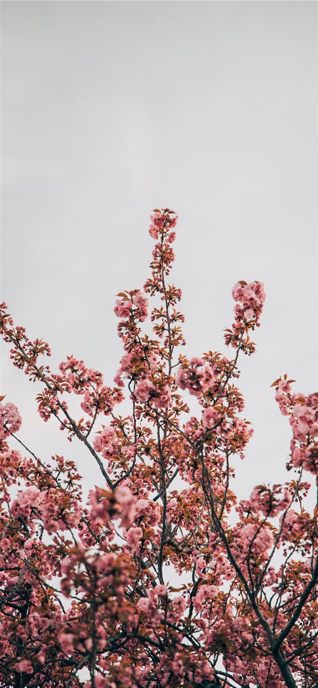 Magnolia iPhone X wallpaper 