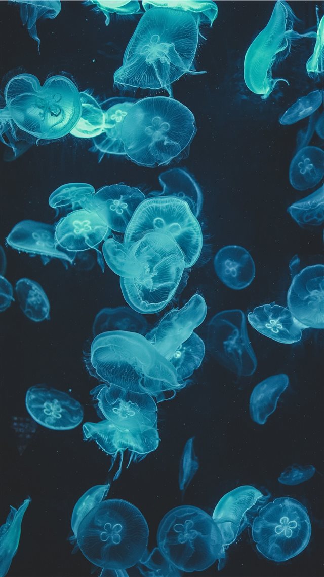Moon Jellyfishes iPhone 8 wallpaper 