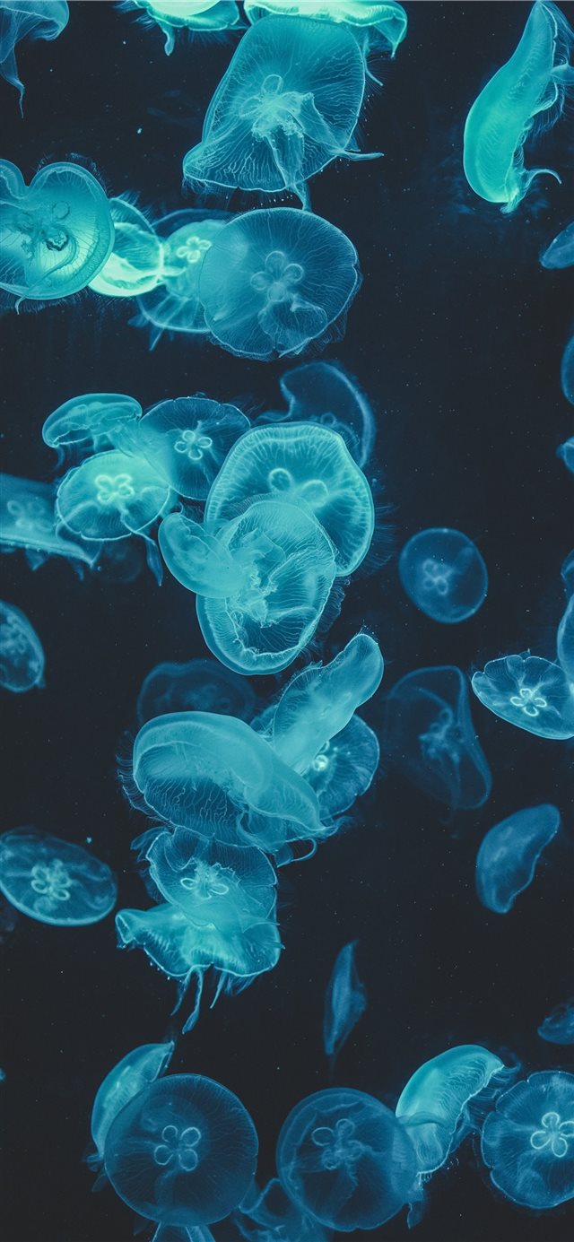 Moon Jellyfishes iPhone X wallpaper 