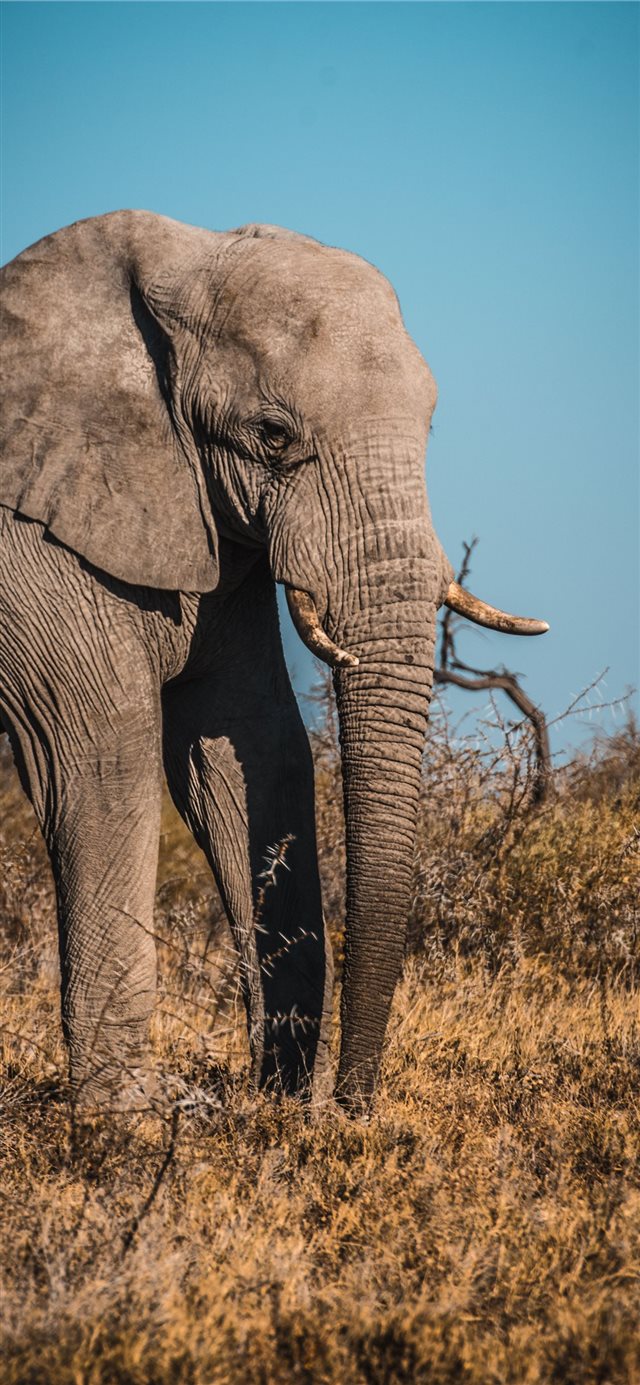 Etosha National Park Namibia iPhone X wallpaper 