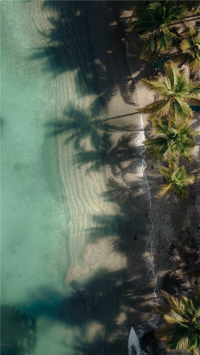 aerial photography of green coconut palm trees nea... iPhone 8 wallpaper 