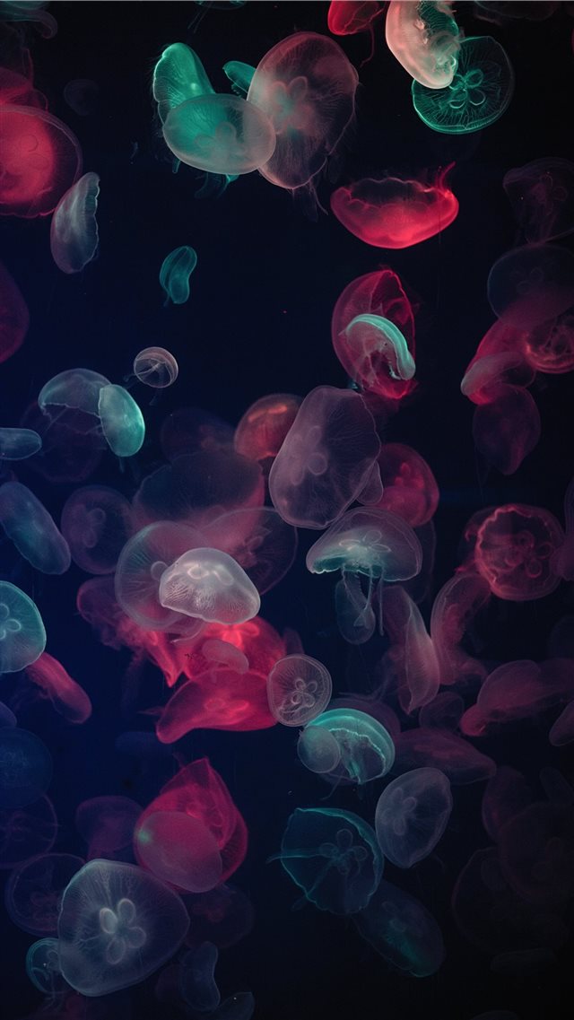 assorted color jellyfish painting iPhone 8 wallpaper 