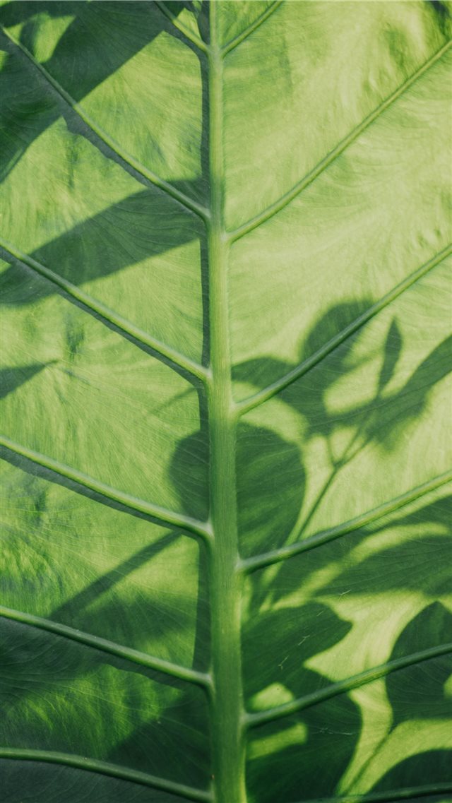Colocasia esculenta leaf iPhone 8 wallpaper 